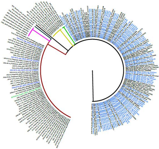 疫情溯源_非洲猪瘟系统发育分析_意大利本土疫情溯源